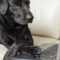 Is Your Pet Business Automated?