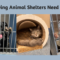 Overflowing Animal Shelters Need Our Help