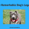 One Remarkable Dog’s Legacy